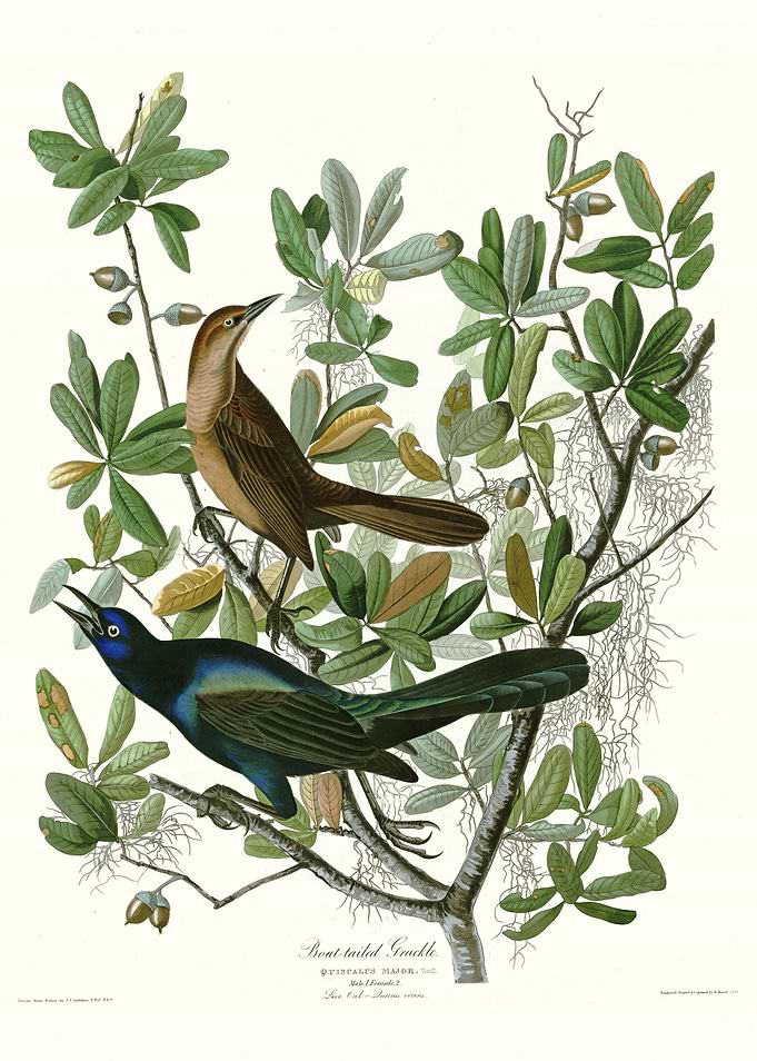 Boat tailed Grackle