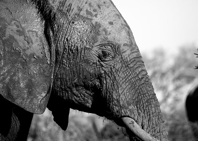 Wise Elephant