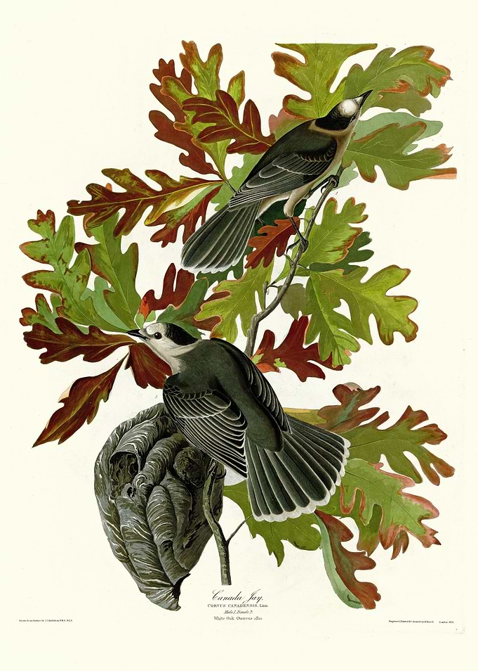 Canada Jay