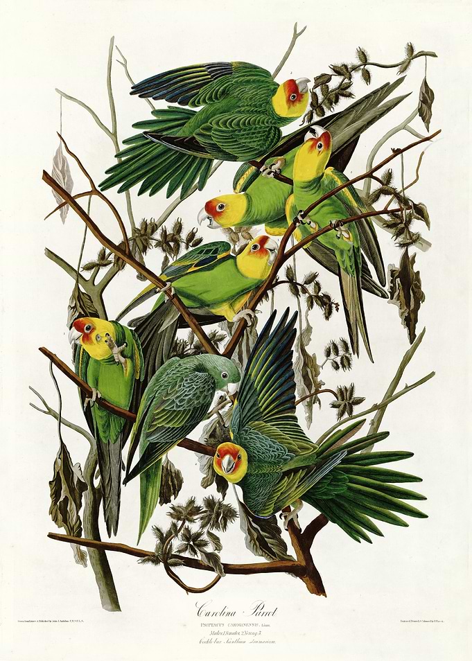 Carolina Parrot