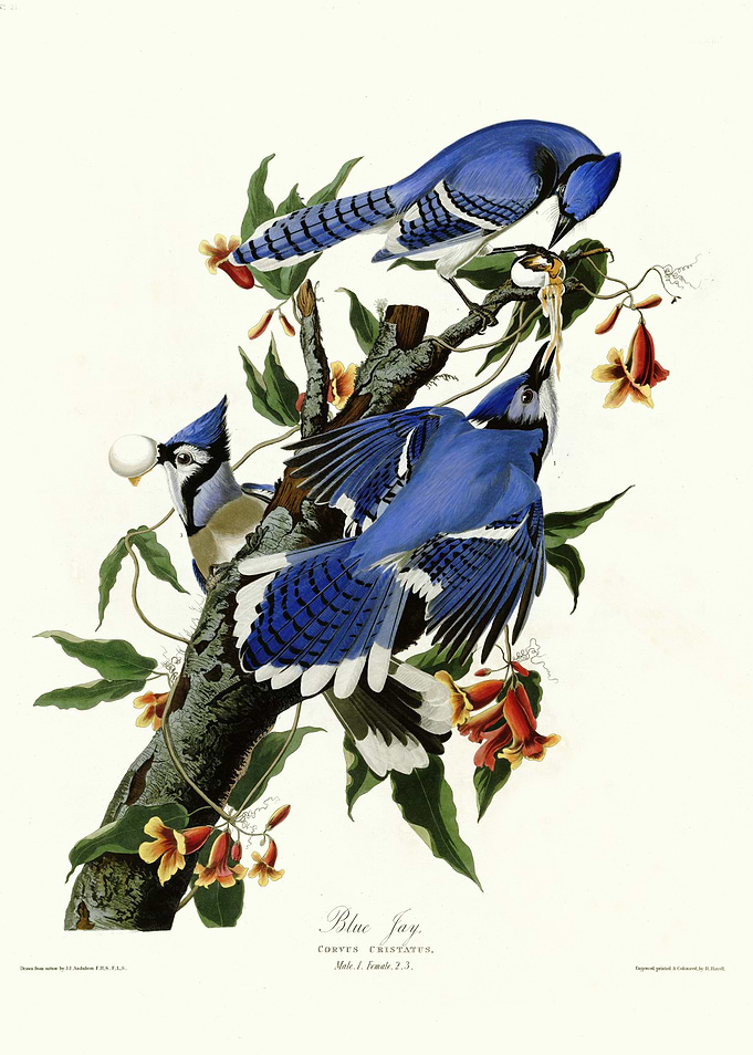 Blue Jay
