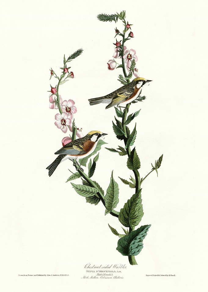 Chestnut sided Warbler