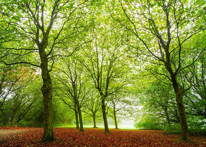 Nature Landscape