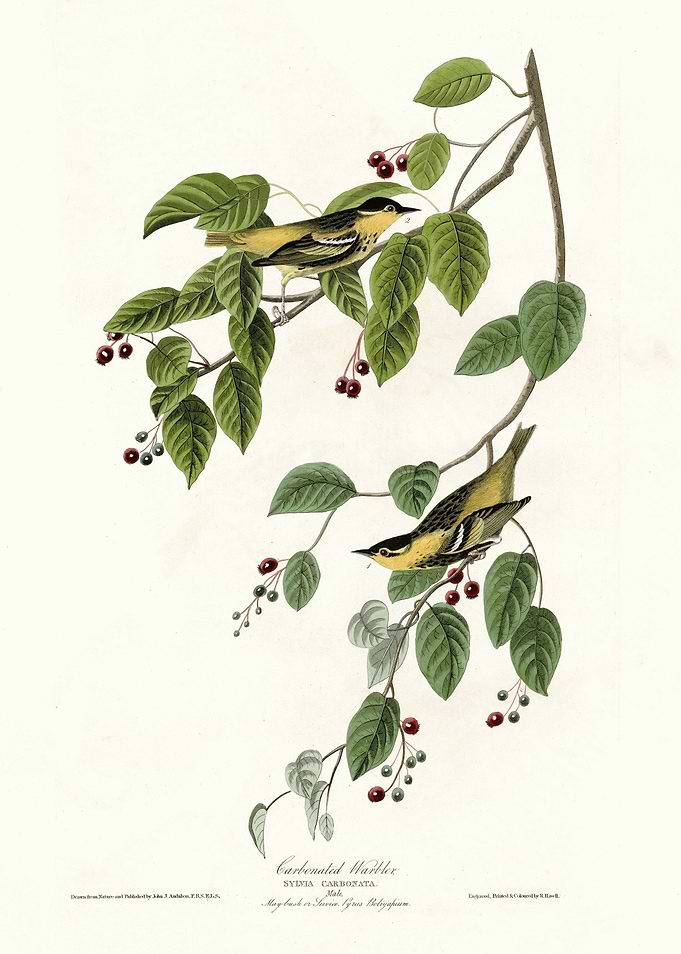 Carbonated Warbler