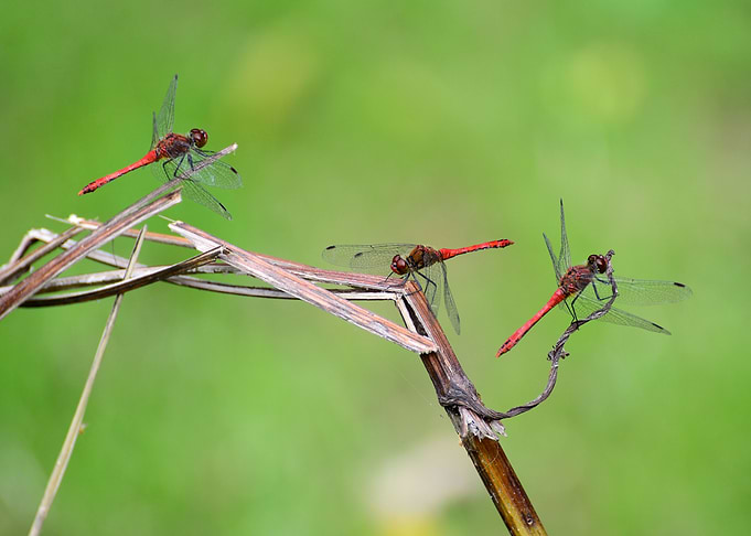 Three On a Stick