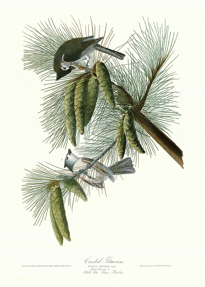 Crested Titmouse