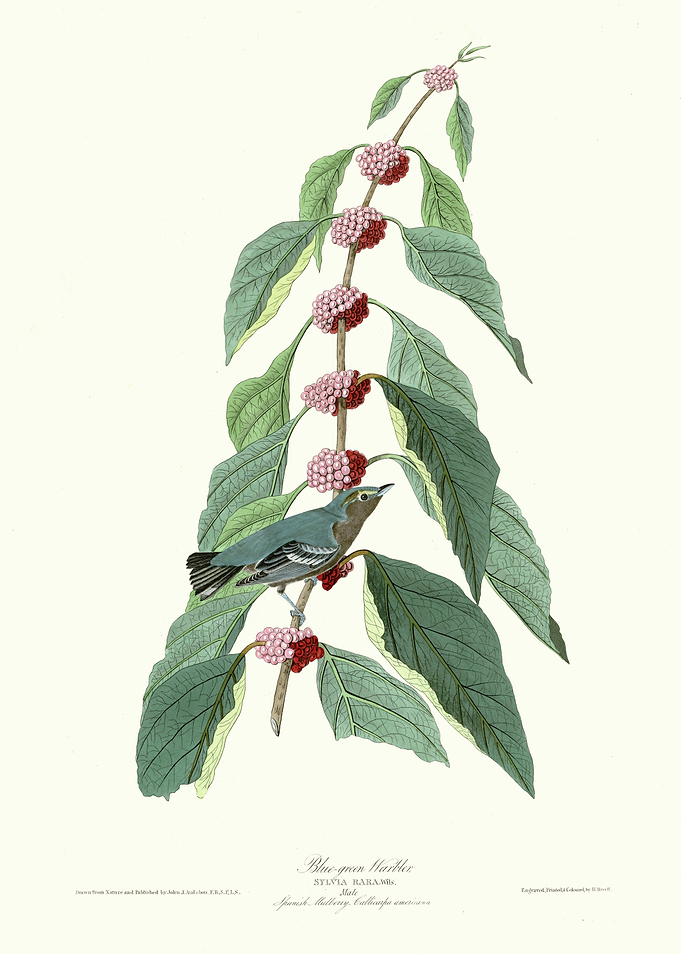 Blue green Warbler