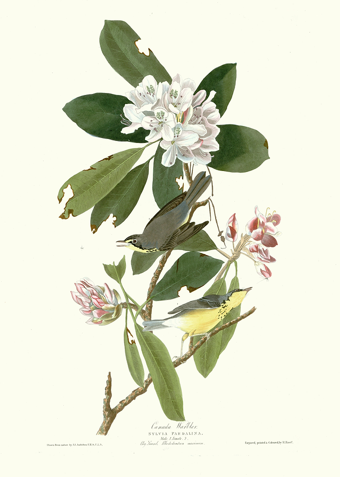 Canada Warbler