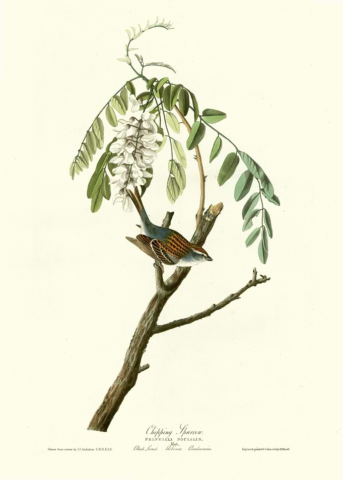 Chipping Sparrow