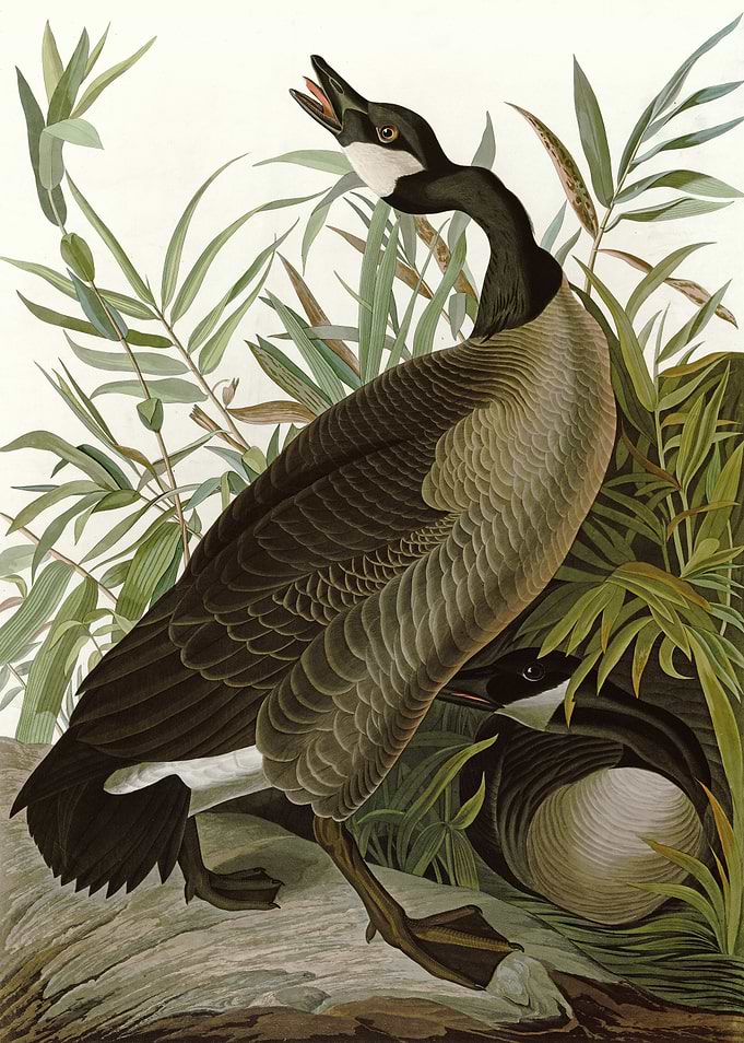 Canada Goose