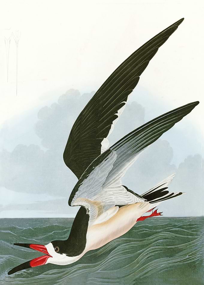 Black Backed Gull