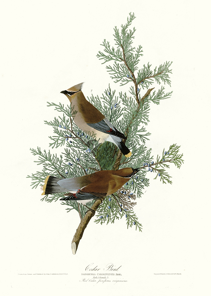 Carolina Turtle Dove