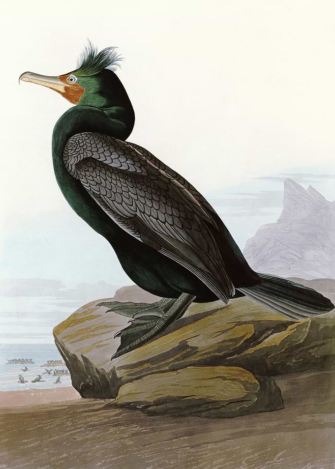 Double crested Cormorant