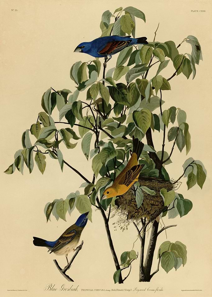 Blue Grosbeak