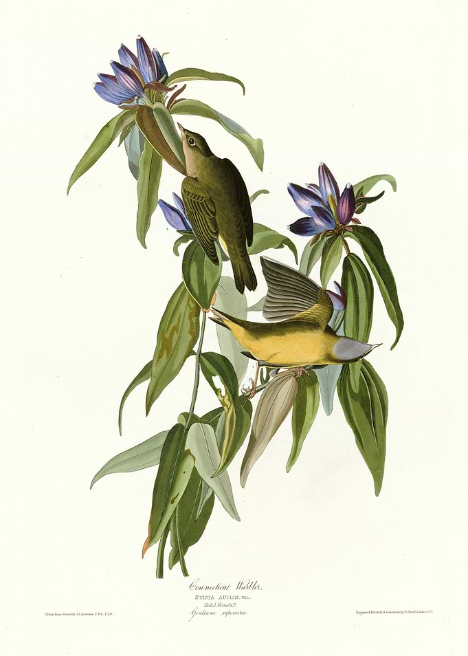 Connecticut Warbler