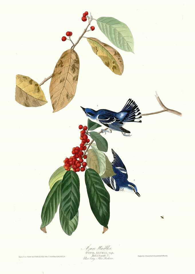 Azure Warbler