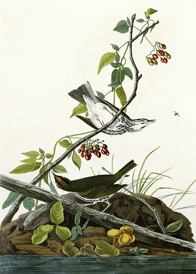 Golden crowned Thrush