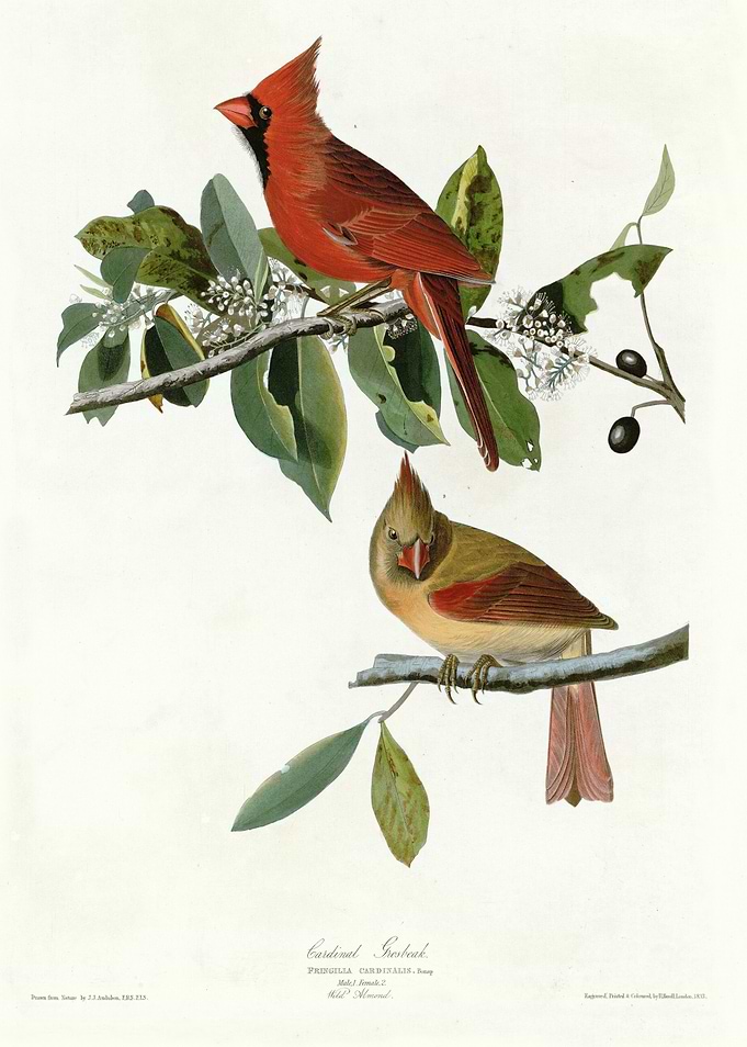 Cardinal Grosbeak