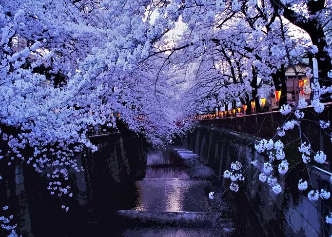 Cherry Blossom Japan