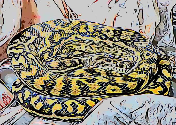 Snake