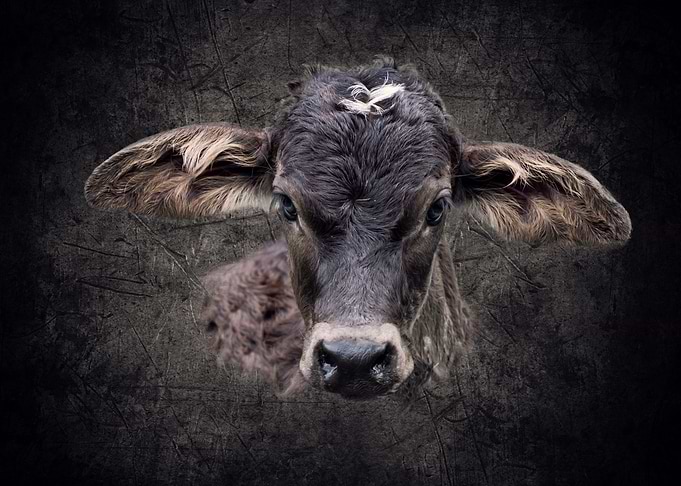 Calf Rosana
