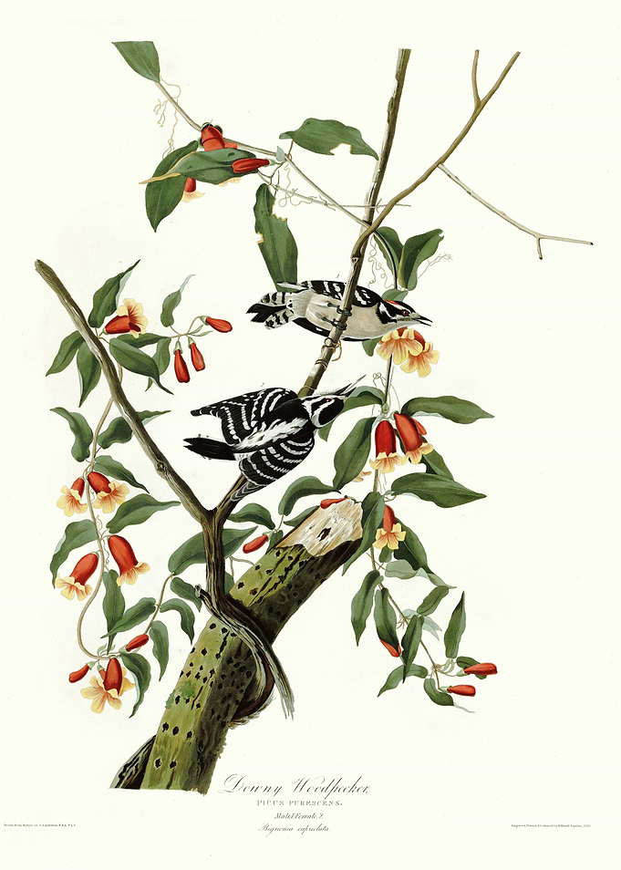 Downy Woodpecker