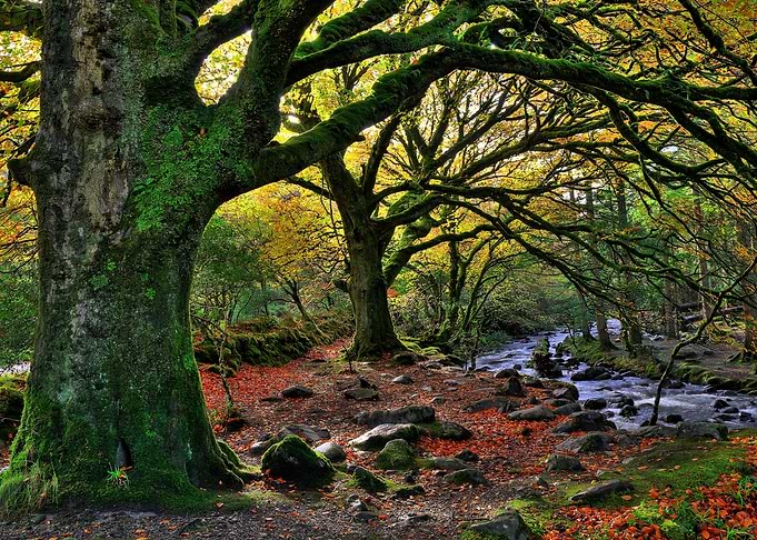 Nature Landscape