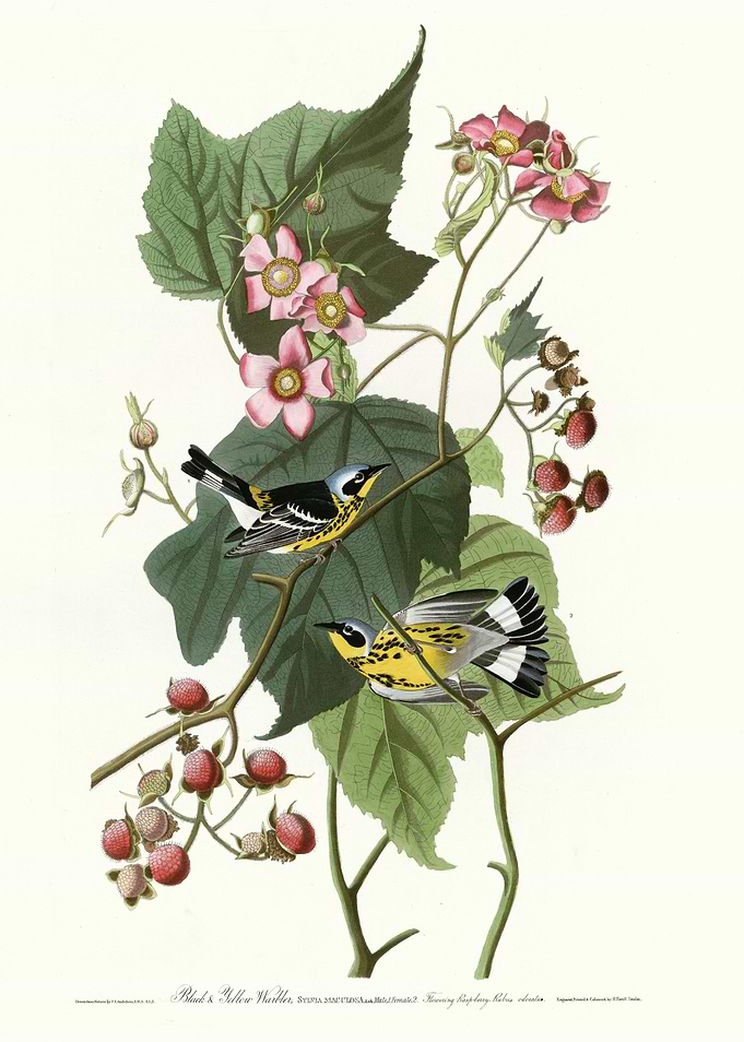 Black Yellow Warblers