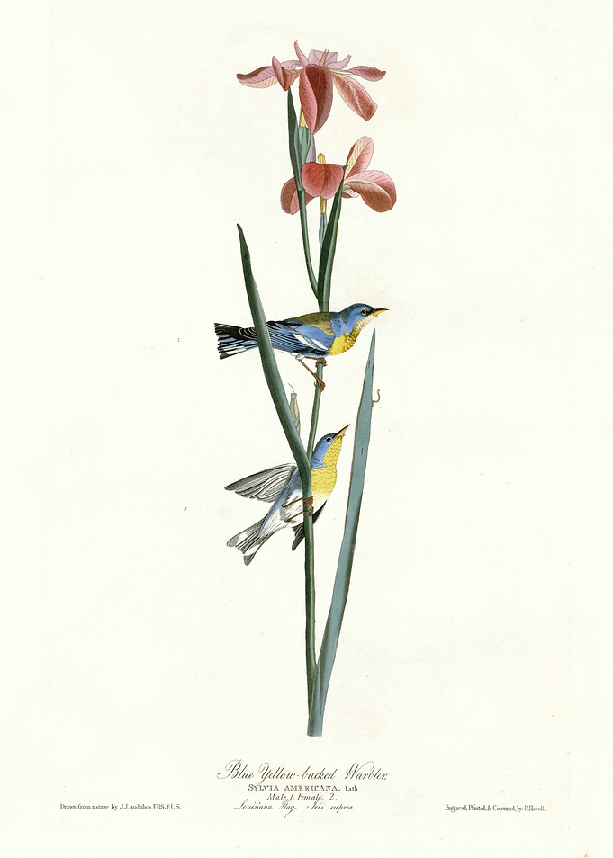 Blue Yellow backed Warble