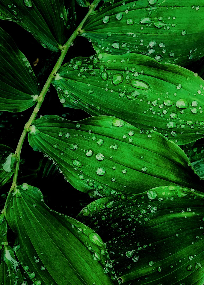 green leaf