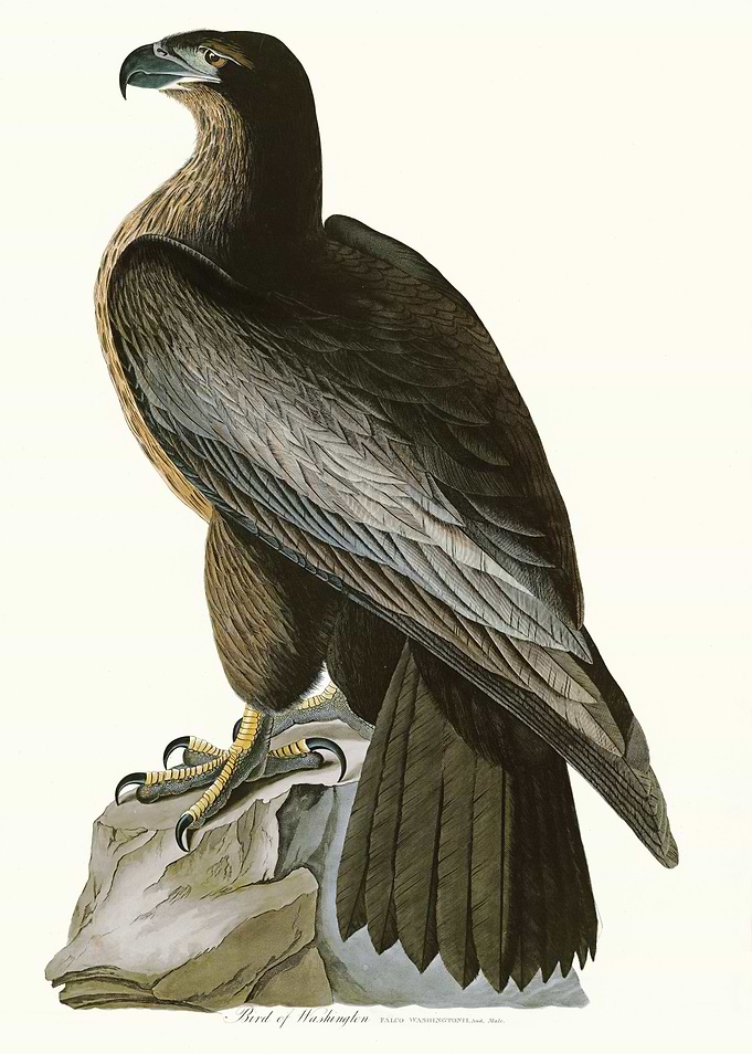 Bird of Washington