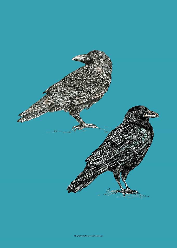 Crows