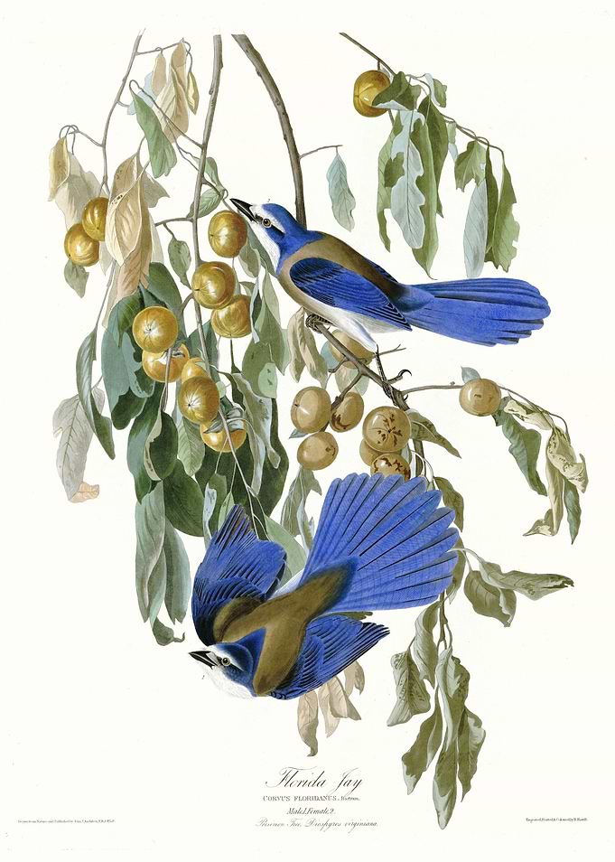 Florida Jay
