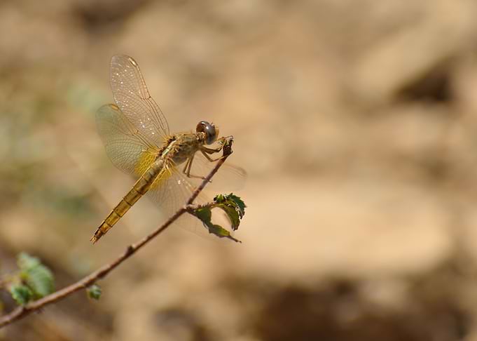Golden Dragonfly