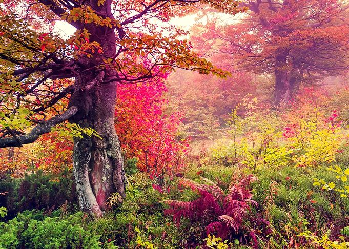 Beautiful nature view