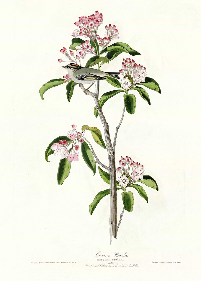 Cuviers Regulus