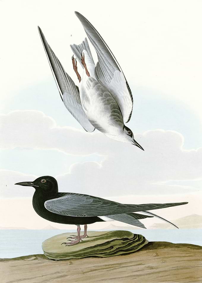 Black Tern