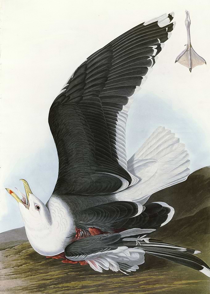 Black Backed Gull