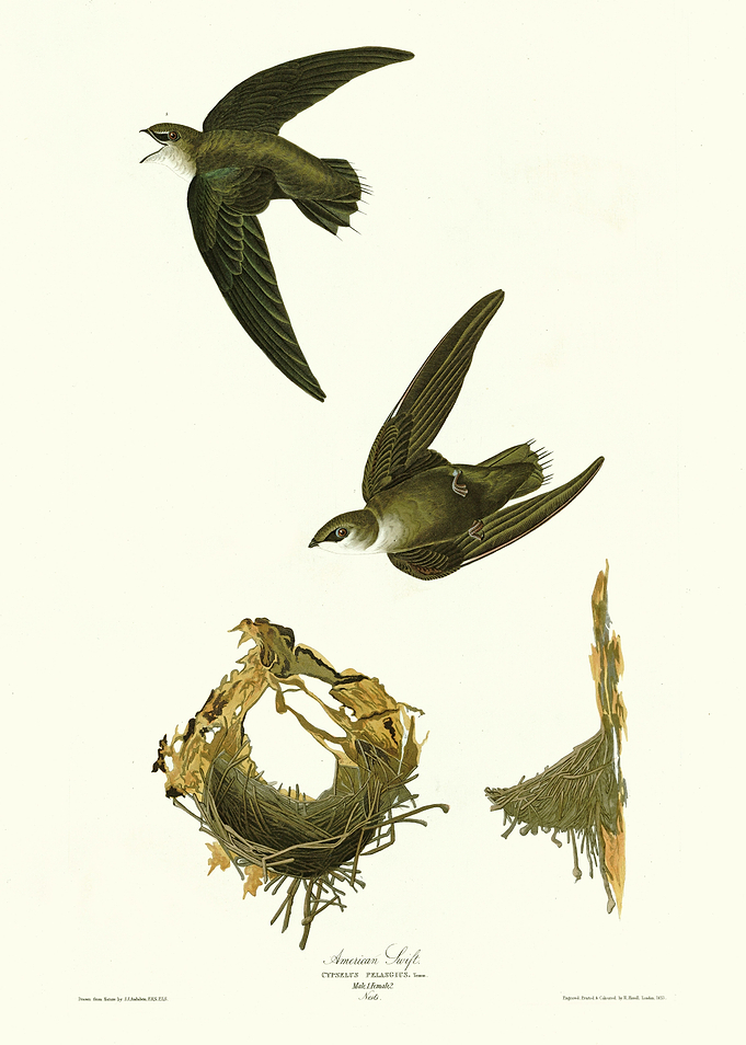 American Swift