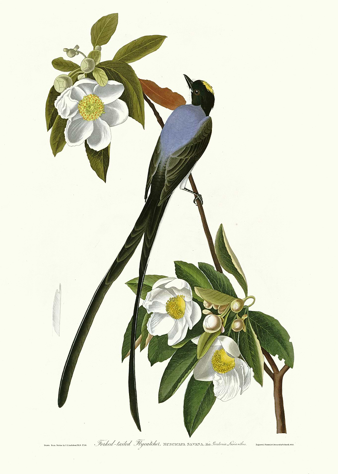 Fork tailed Flycatcher