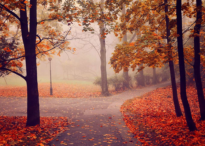 Park View