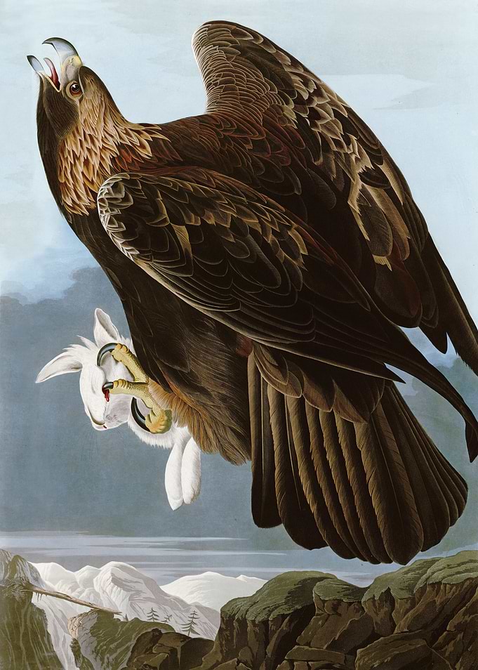 Goldon Eagle