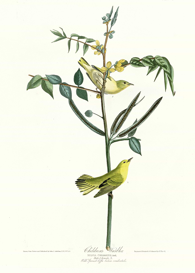 Childrens Warbler