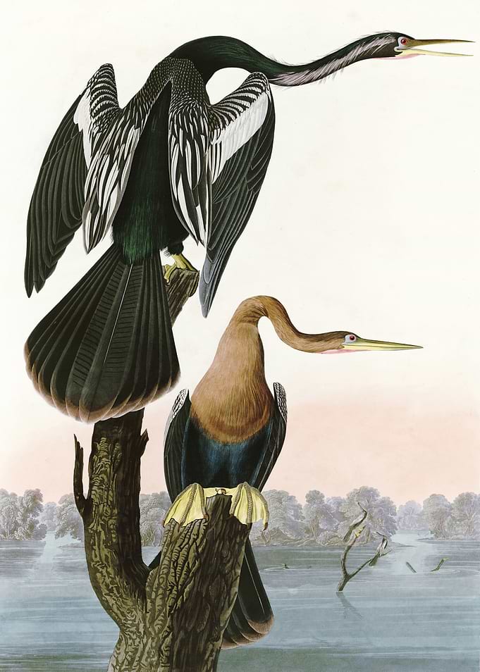 Black bellied Darter