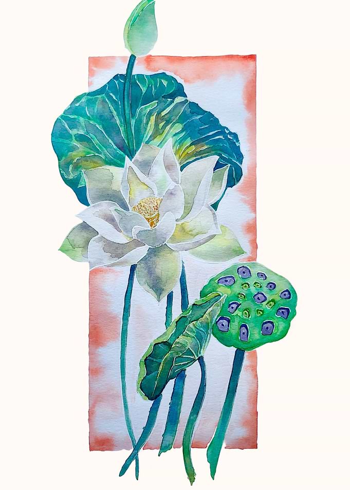 Lily Lotus