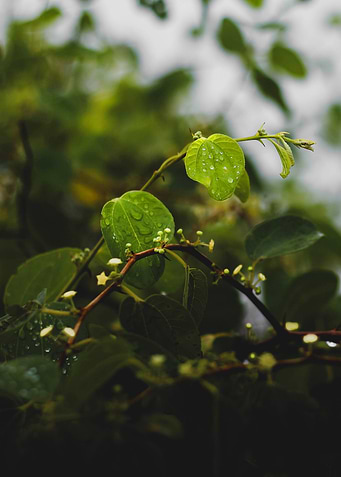 Dew