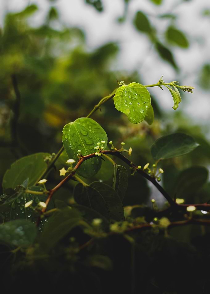 Dew