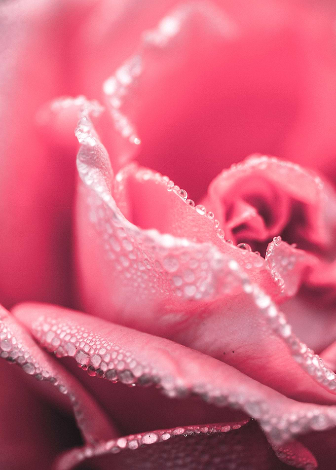 rose close up