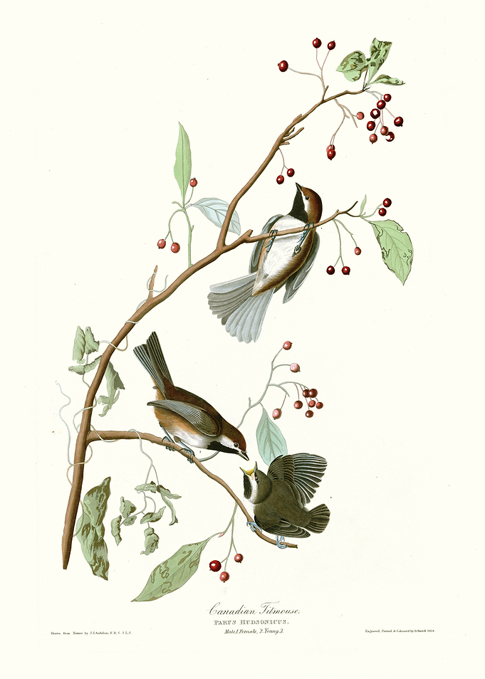 Canadian Titmouse