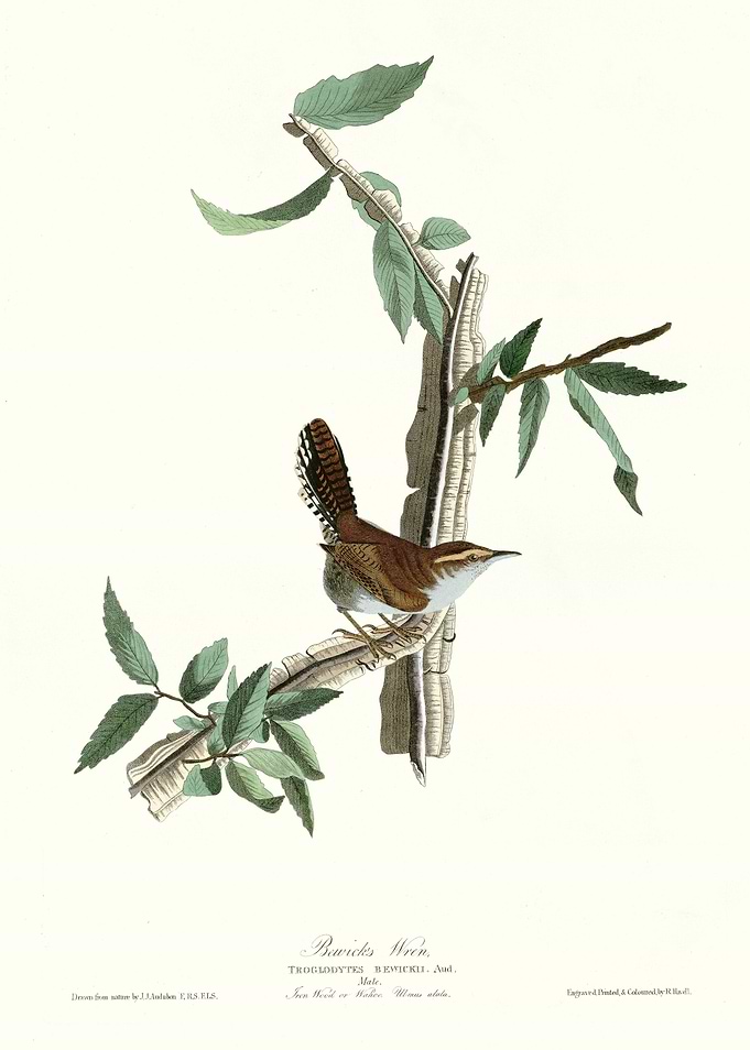 Bewicks Wren